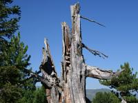 Verrottender Zirbenstamm